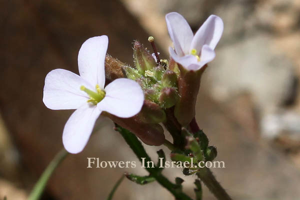 Carrichtera annua, Ward’s Weed, כפיות שעירות