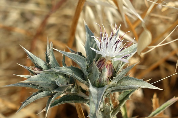 Carthamus glaucus, Carthamus syriacus, Kentrophyllum syriacum,  Distaff Thistle, Glaucous Star Thistle, קורטם מכחיל , عصفر