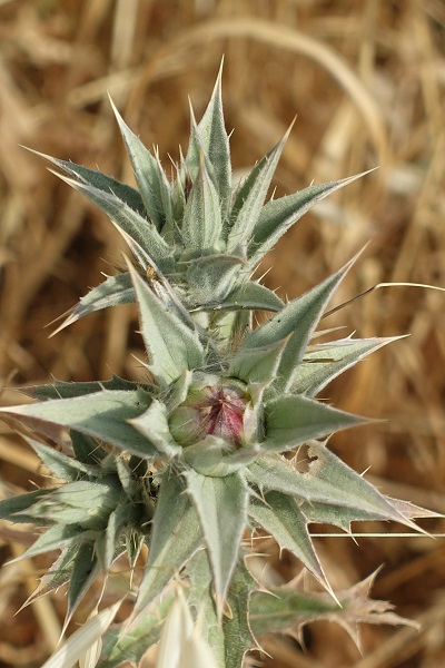 Carthamus glaucus, Carthamus syriacus, Kentrophyllum syriacum,  Distaff Thistle, Glaucous Star Thistle, Hebrew: קורטם מכחיל, Arabic: عصفر