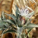 Carthamus glaucus, Carthamus syriacus, Kentrophyllum syriacum,  Distaff Thistle, Glaucous Star Thistle, קורטם מכחיל , عصفر