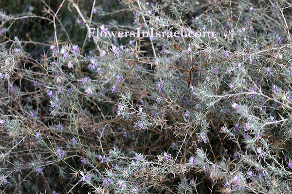 Carthamus tenuis, Kentrophyllum tenue, Slender safflower, קורטם דק