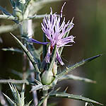 Carthamus tenuis, Israel, Light Blue Flowers