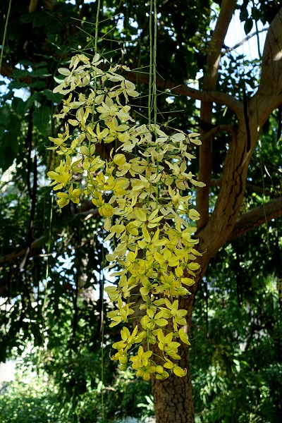 Cassia fistula, Bactyrilobium fistula, Golden rain tree, Hebrew: כסיית האבוב, Arabic: خيار شمبر