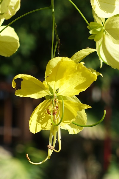 Cassia fistula, Bactyrilobium fistula, Golden rain tree, Hebrew: כסיית האבוב, Arabic: خيار شمبر