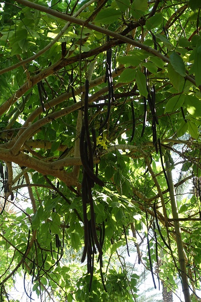 Cassia fistula, Bactyrilobium fistula, Golden rain tree, Hebrew: כסיית האבוב, Arabic: خيار شمبر