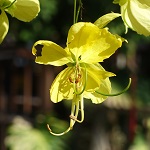 Cassia fistula, exoticflowers, Flora, Flowers, Plants