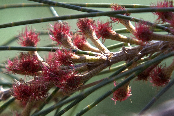 Casuarina cunninghamiana, Australian beefwood, Australian Pine, River Sheoak, Cunninghams beefwood, קזוארינה דקיקה,  كازارينا كانينغهامية