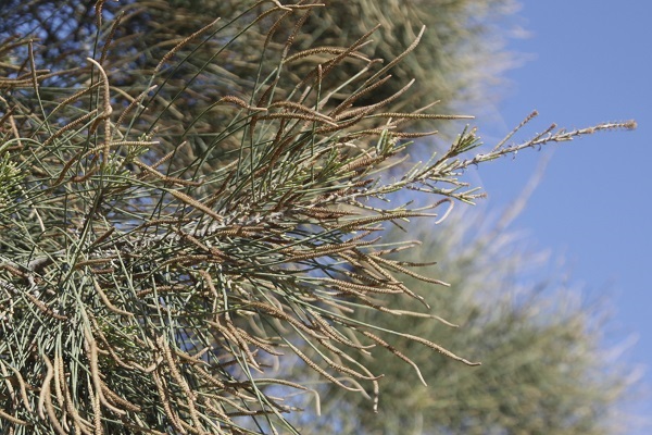 Casuarina cunninghamiana, Australian beefwood, Australian Pine, River Sheoak, Cunninghams beefwood, Hebrew: קזוארינה דקיקה, Arabic: كازارينا كانينغهامية