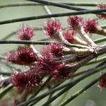 Casuarina cunninghamiana, Australian beefwood, Australian Pine, River Sheoak, Cunninghams beefwood, קזוארינה דקיקה,  كازارينا كانينغهامية