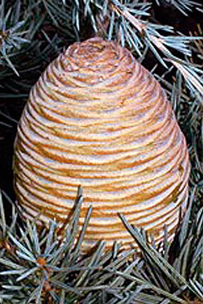 Cedrus libani, Cedar of Lebanon, Erez Helevanon,<br> ארז הלבנון 