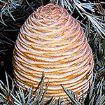 Cedrus libani, Cedar of Lebanon, Erez Helevanon, ארז הלבנון, Arz أرز