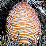 Cedrus libani, Cedar of Lebanon, Erez Helevanon, ארז הלבנון, Arz أرز