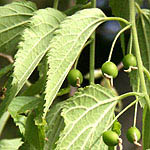 Celtis australis, Israel, green flowers, wildflowers