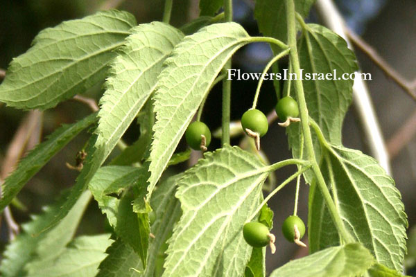 Celtis australis, European Nettle tree,Lote tree,ميس ,Mays, מיש דרומי