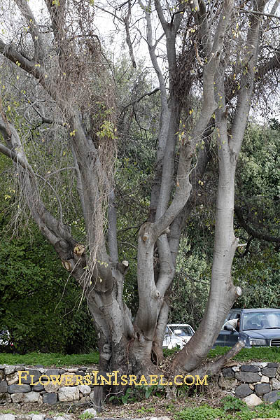 Celtis australis, European Nettle tree, ميس , מיש דרומי