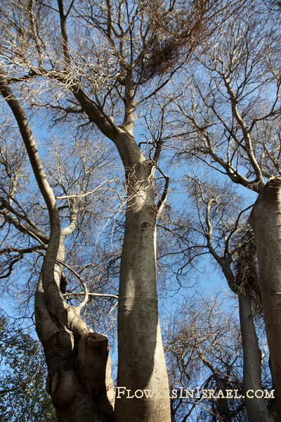 Celtis australis, European Nettle tree,European Hackberry,Lote tree, ميس,Mays,מיש דרומי