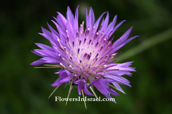 Flora, Israel, Wild Flowers, send flowers online