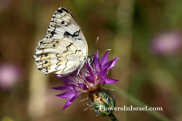 Centaurea crocodylium, Centaurea heterocarpa, Blush Centaury-thistle, القنطريون التمساحي, דרדר גדול-פרחים