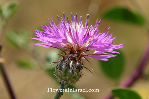 Centaurea crocodylium, Centaurea heterocarpa, Blush Centaury-thistle, דרדר גדול-פרחים