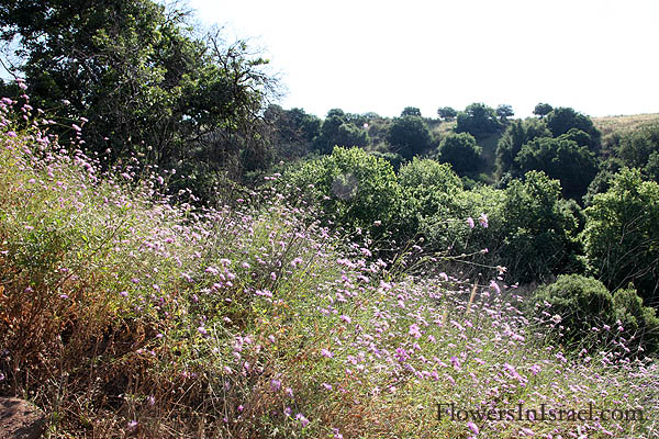 Centaurea crocodylium, Centaurea heterocarpa, Blush Centaury-thistle, דרדר גדול-פרחים