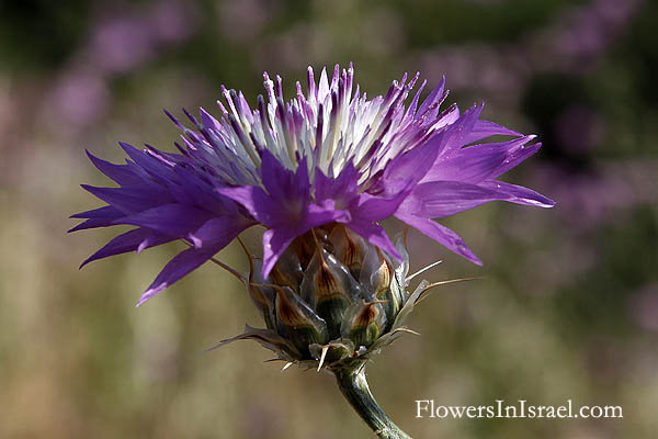 Flora of Israel online, Native plants, Palestine