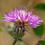 Centaurea crocodylium, Israel, Pink Flowers