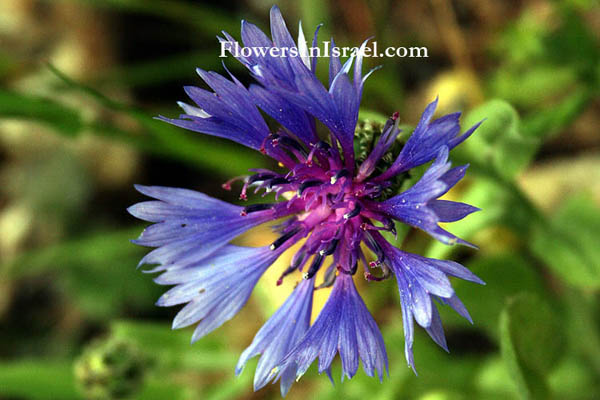 Kwiat Izraela: Centaurea cyanoides, Syrian Cornflower-thistle, Knapweed, القنطريون الكحلي, דרדר כחול