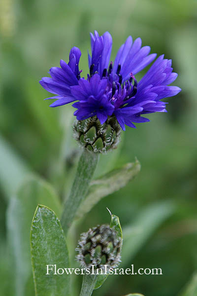 Centaurea cyanoides, Syrian Cornflower-thistle, Knapweed, القنطريون الكحلي, דרדר כחול