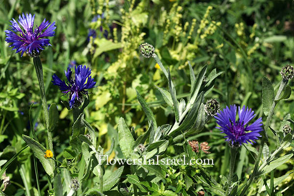 Centaurea cyanoides, Syrian Cornflower-thistle, Knapweed, القنطريون الكحلي, דרדר כחול