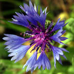 Centaurea cyanoidesthumbnail