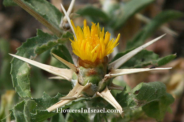 Centaurea hyalolepis, Centaurea pallescens, דרדר קרומי, مرار شفافي