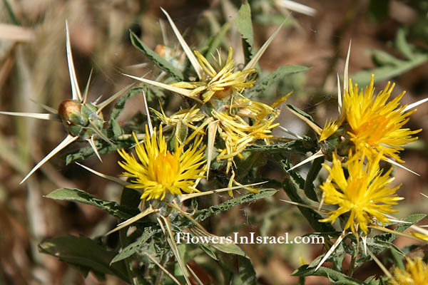 Kwiat Izraela, Israel Flowers