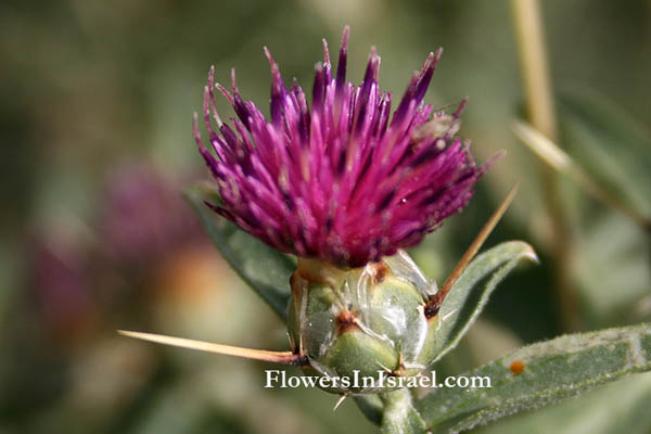 Centaurea iberica, Iberian knapweed, Spanish Centaury-thistle, القنطريون الأيبيري, דרדר מצוי