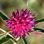 Centaurea iberica, Israel, Purple Flowers