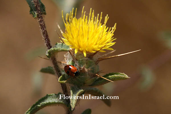 Centaurea procurrens, Procumbent Centaury-thist, قَنْطُرْيون مُـمْتَدّ ,דרדר הקורים 