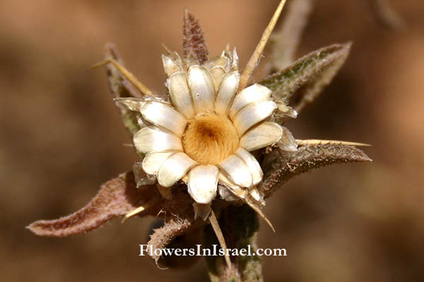 Centaurea procurrens, Procumbent Centaury-thist, قَنْطُرْيون مُـمْتَدّ ,דרדר הקורים 