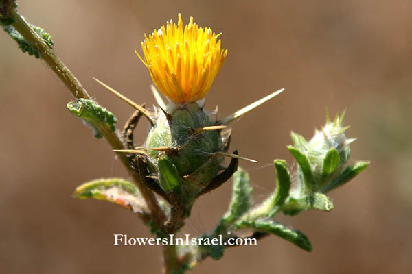 Flora of Israel online, Native plants, Palestine