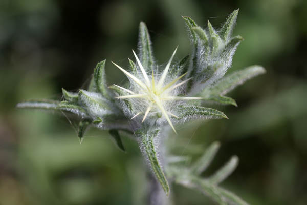 Centaurea procurrens, Centaurea araneosa, Calcitrapa araneosa, Calcitrapa procurrens, Procumbent Centaury-thist, דרדר הקורים, قَنْطُرْيون مُـمْتَدّ 