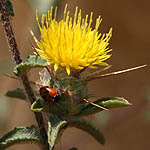 Centaurea procurrens, Israel, Yellow Flowers