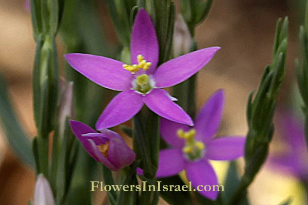 Centaurium spicatum, Schenkia spicata, Spiked Centaury, ערבז משובל,  حشيشة العقرب