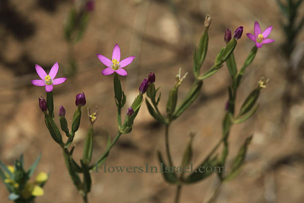 Centaurium tenuiflorum, Centaurium umbellatum, Branched centaury, Slender centaury, ערבז דק-פרחים, قنطريون دقيق الزهر