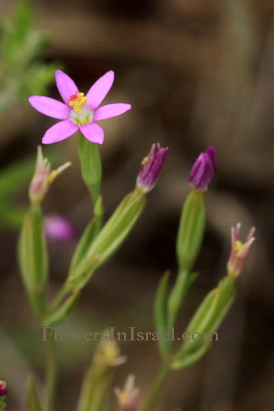 Centaurium tenuiflorum, Centaurium umbellatum,Branched centaury, Slender centaury,قنطريون دقيق الزهر ,ערבז דק-פרחים