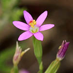 Centaurium tenuiflorum, Israel, Pink Flowers