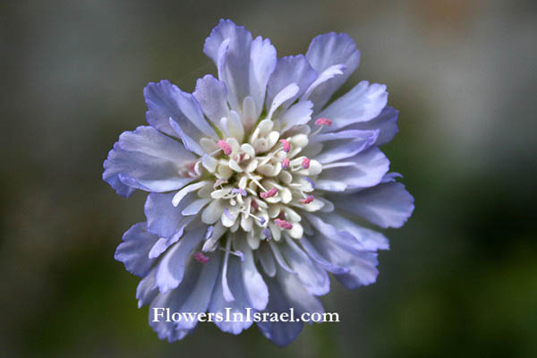 Cephalaria joppensis, Jaffa Scabious, سيوان يافا ,שלמון יפואי