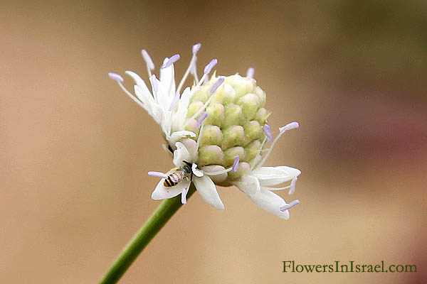 Flora of Israel online, Native plants, Palestine