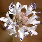 Cephalaria joppensis, Israel wildflowers, Violet Flowers