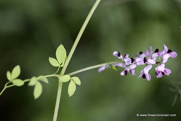 Ceratocapnos turbinata, Ceratocapnos palaestinus, Fumaria turbinata, בר עשנן ארץ ישראלי