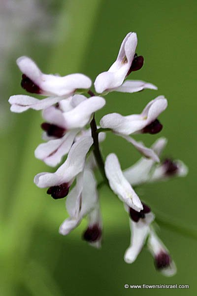 Ceratocapnos turbinata, Ceratocapnos palaestinus, Fumaria turbinata, בר עשנן ארץ ישראלי