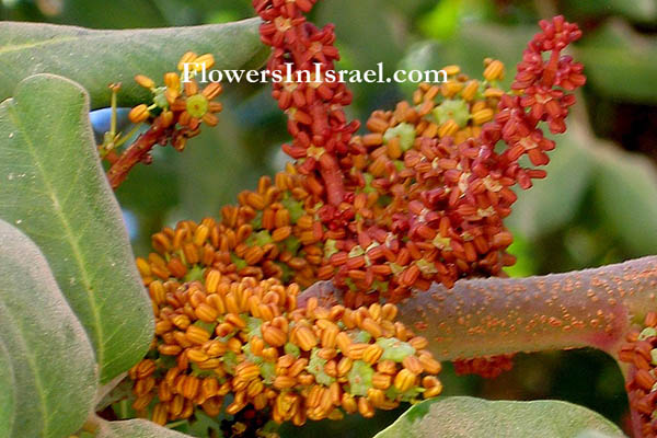 Native Plants of Israel