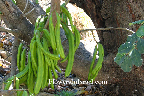 Ceratonia siliqua, carob,Locust,St. John's-Bread, Egyptian fig, carat, חרוב מצוי